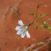 Scaevola, Fan Flower