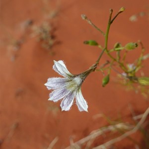 Scaevola, Fan Flower
