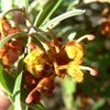 Grevillea floribunda