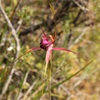 Broad Lipped Spider Orchid