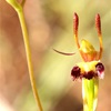 Hare Orchid