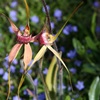 Esperance King Spider Orchid