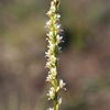 Little Leek Orchid