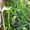 Nodding greenhood Orchid