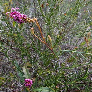Grevillea quercifolia