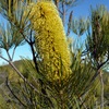 Pine Banksia