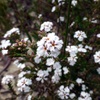Leucopogon polymorphus