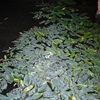 Floating Pond Weed