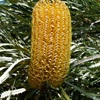 Swamp Banksia