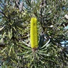 Slender Banksia