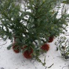 Nodding Banksia