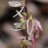 Mosquito Orchid