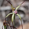 Coastal spider orchid