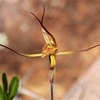 Cape spider orchid