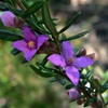 Boronia