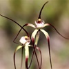 Chapmans spider orchid