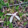 Splendid spider orchid