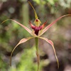 Funnel Web Spider Orchid