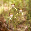Chrismas spider orchid