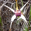 Exotic spider orchid