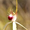Grand spider orchid, Caladenia huegelii.
