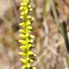 Common mignonette orchid