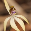 Leafless Orchid