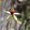 Dunsborough spider orchid