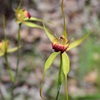 Carbunup King Spider Orchid