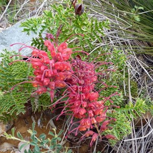 Fuchsia Grevillea 