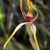 Reaching Spider Orchid