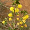 Dolphin Wattle