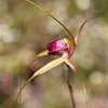 Boranup Spider Orchid