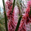 Grass Leaf Hakea
