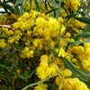 Orange Wattle