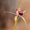 Swamp Spider Orchid