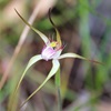 Caladenia sp.