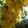 Cootamundra Wattle
