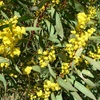 Red Stem Wattle