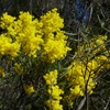 Snowy River Wattle
