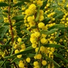 Rigid Wattle