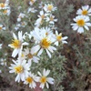 Daisybush
