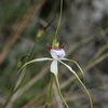 Sandplain Spider Orchid