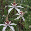 Perenjori Spider Orchid hybrid