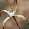 Yellow Spider Orchid