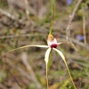 Spider Orchid Hybrid