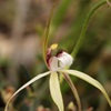 Frail Spider Orchid
