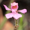 Pink Fan Orchid