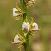 Fringed Leek Orchid