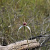 Grand Spider Orchid hybrid